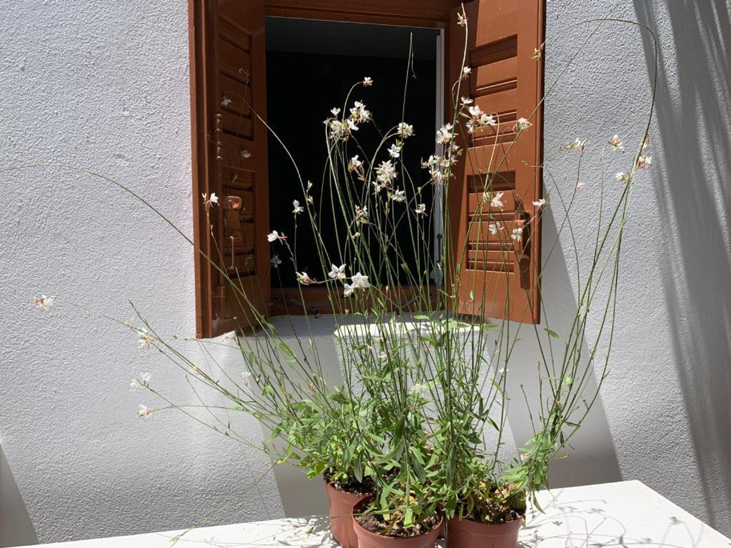 Dominique & Carlos Place Mykonos Town المظهر الخارجي الصورة